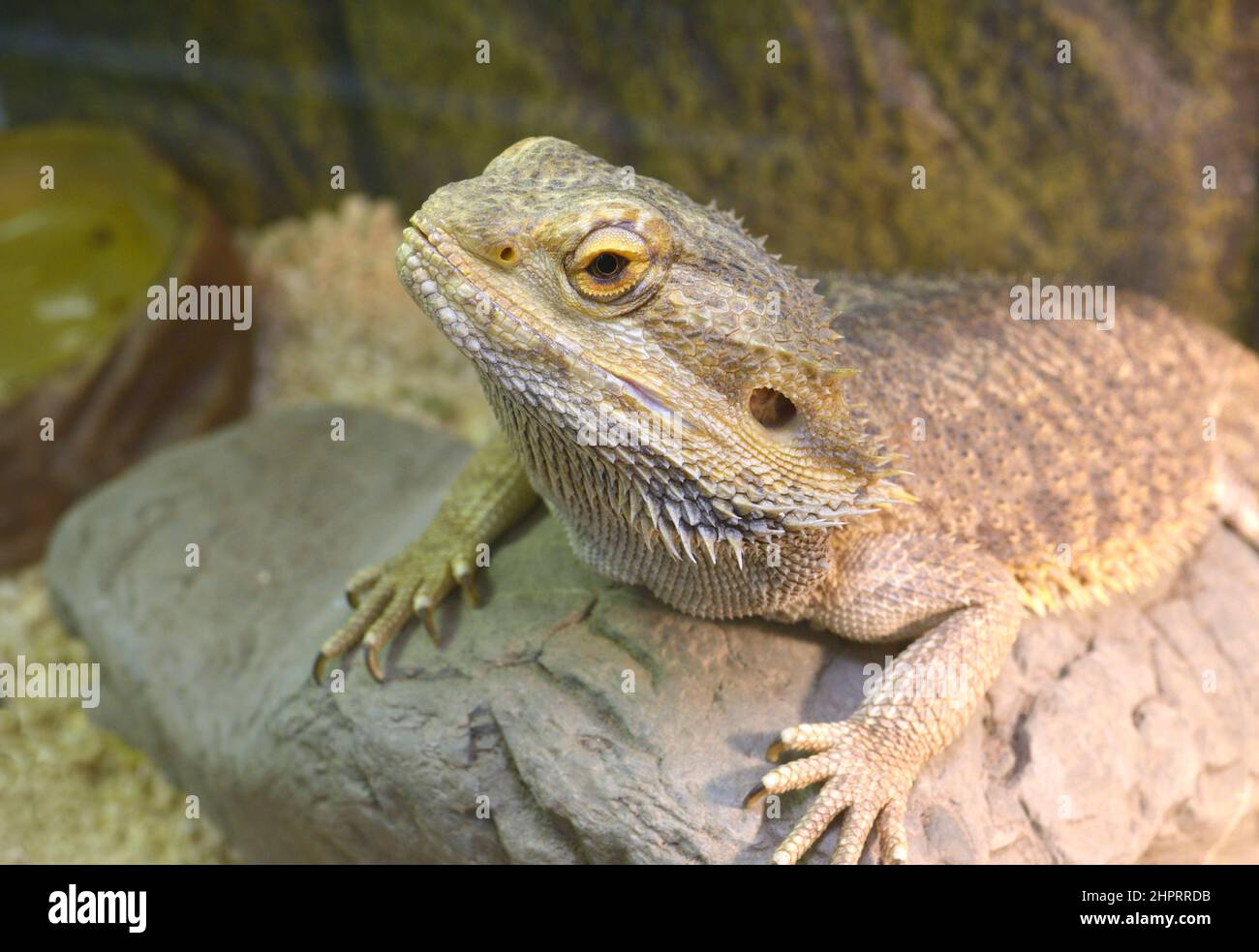 Lizard Central bearded dragon Pogona vitticeps sitting on a stone in a terrarium. Stock Photo