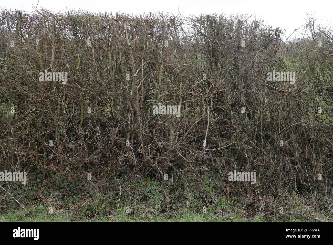 Hoopers rule hires stock photography and images Alamy