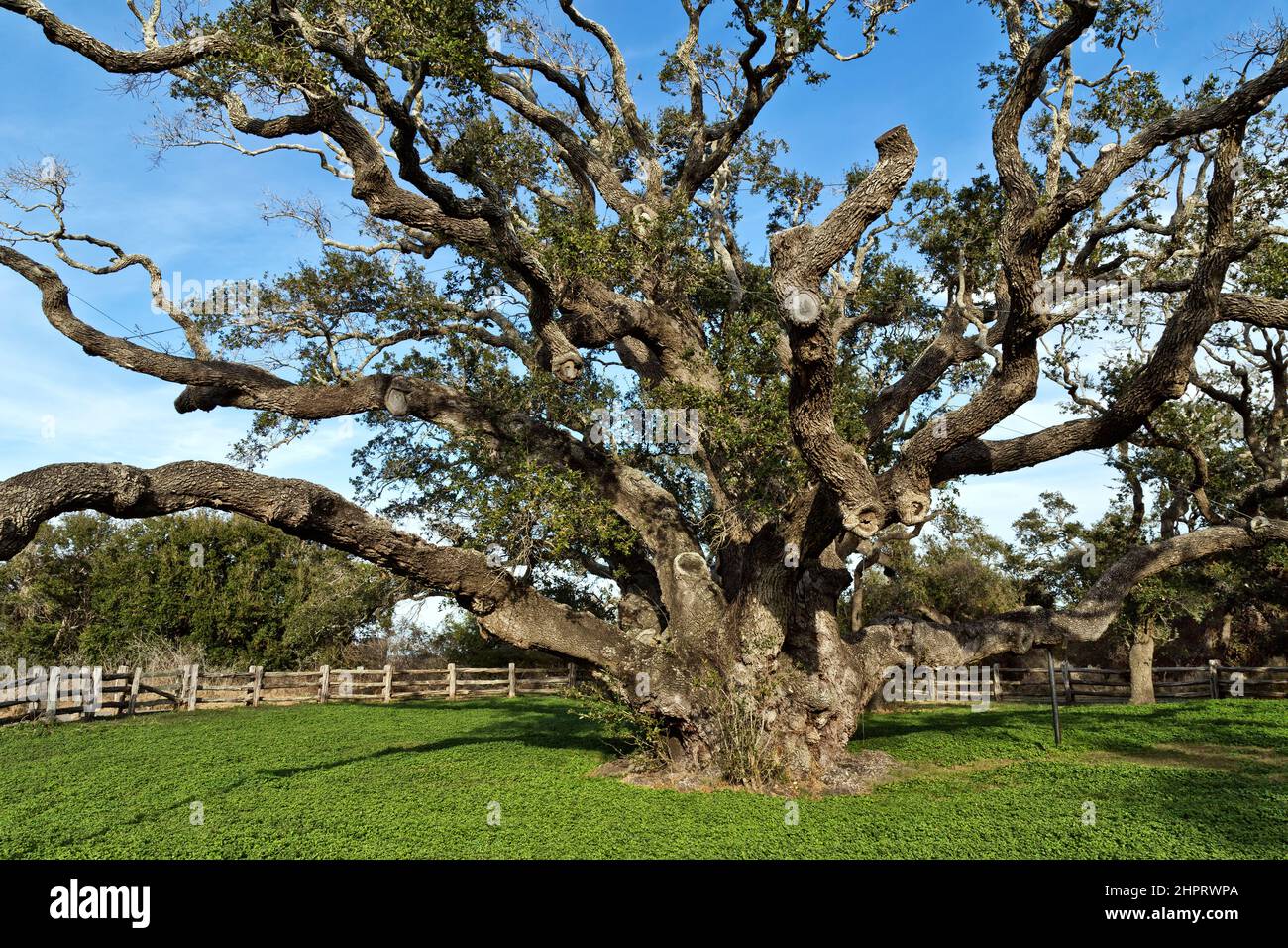 The Big Tree 'Quercus virginiana', Southern Live Oak, in excess of 1000 years old. Stock Photo