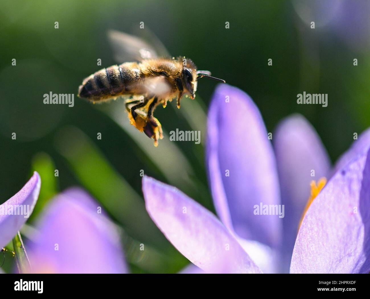 23 February 2022, Hessen, Frankfurt/Main: A honey bee flies toward ...