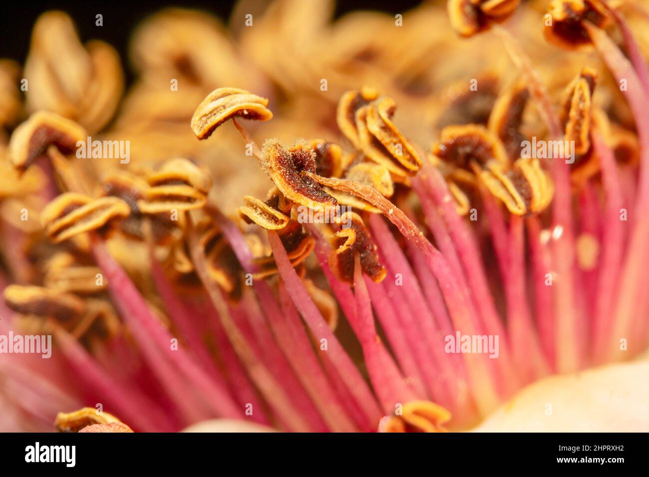 Colourful flower seeds of a dry rose Stock Photo - Alamy