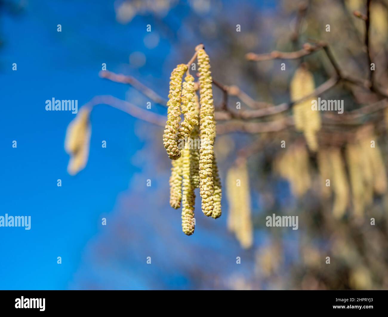 Hazelnut blossom allergy due to pollen Stock Photo