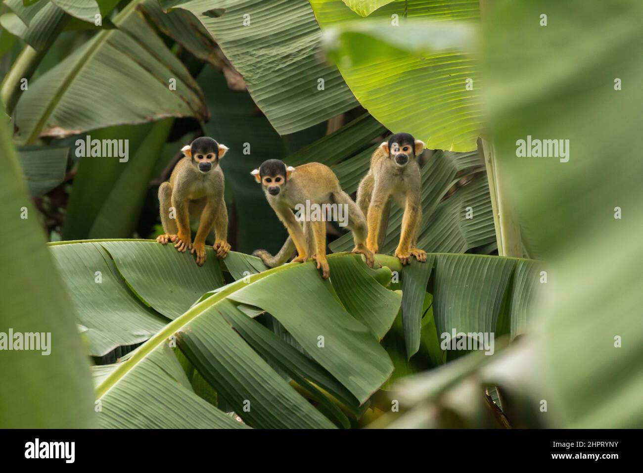 family of squirrel monkeys sitting on banana tree in Peru Manu National Park Stock Photo
