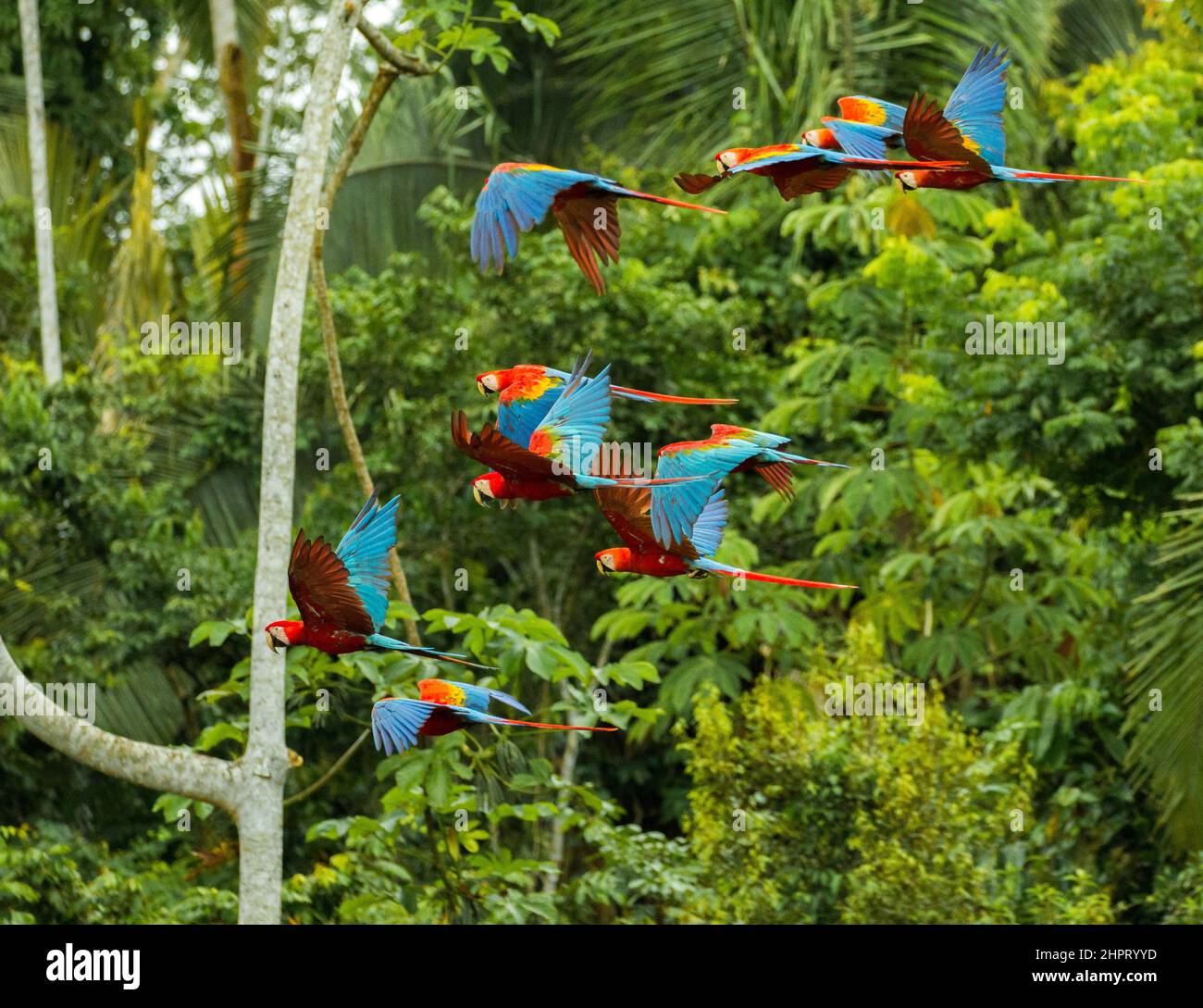 flock of scarlet macaws flying in amazonas rainforest in manu national park peru Stock Photo