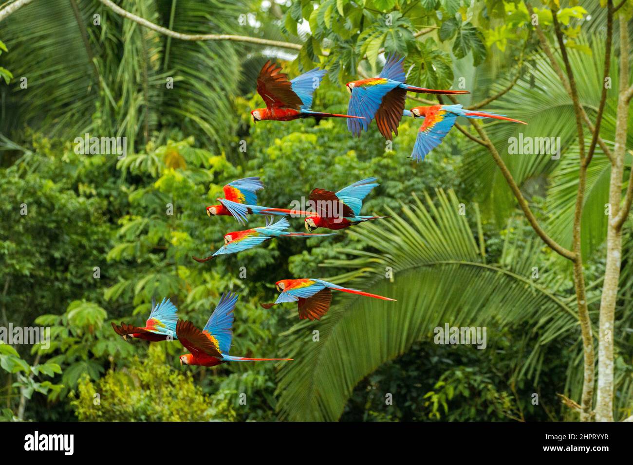 Macaws flying in rainforest in manu national park peru Stock Photo