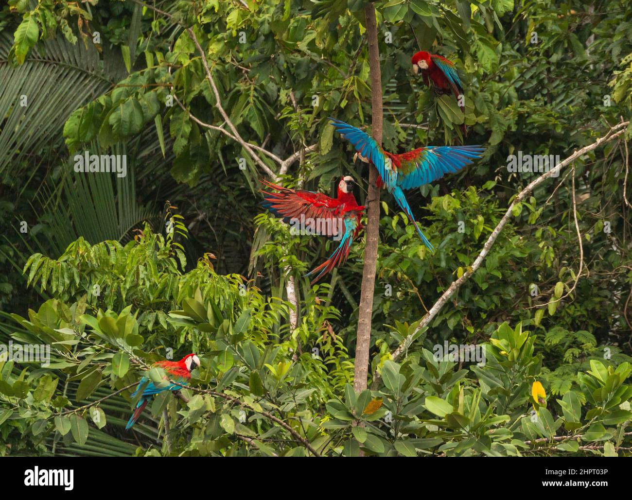 Green headed macaw in peruvian rainforest manu national park Stock Photo