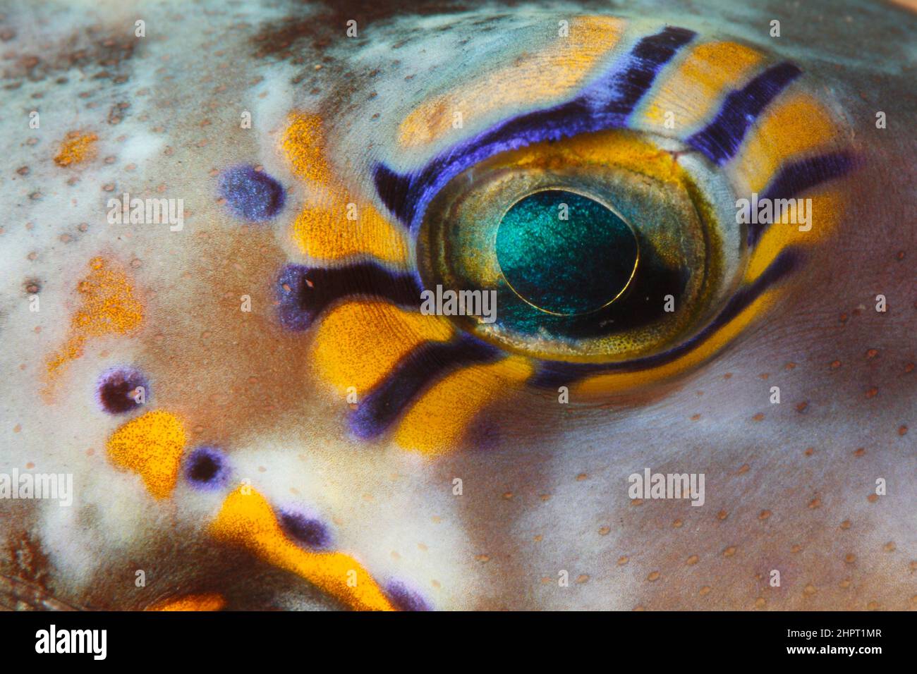 Eye of a sharpnose puffer fish ,Tropical Fish eyes , philippines ,Asia Stock Photo