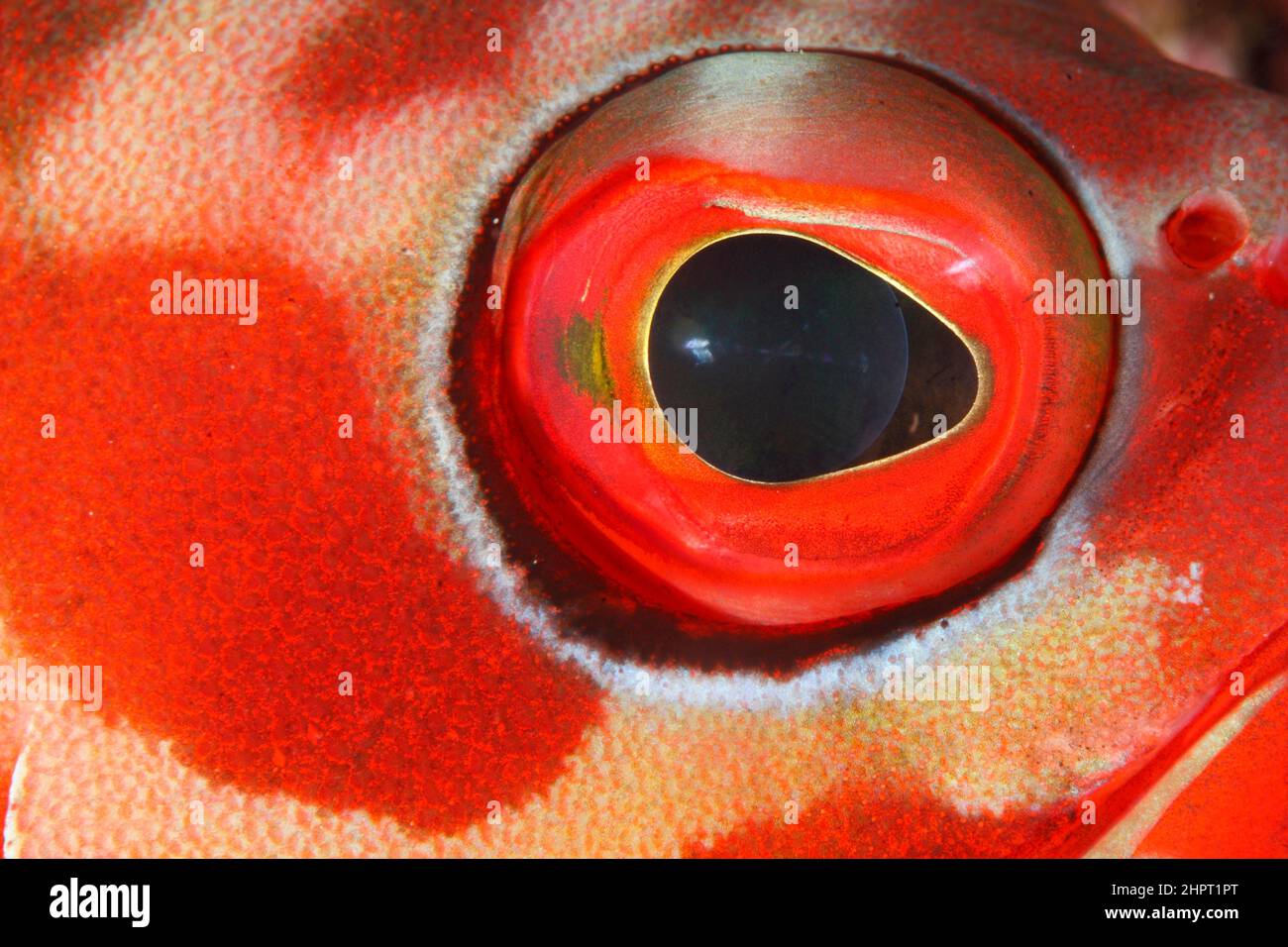 Tropical Fish eyes , philippines ,Asia Stock Photo