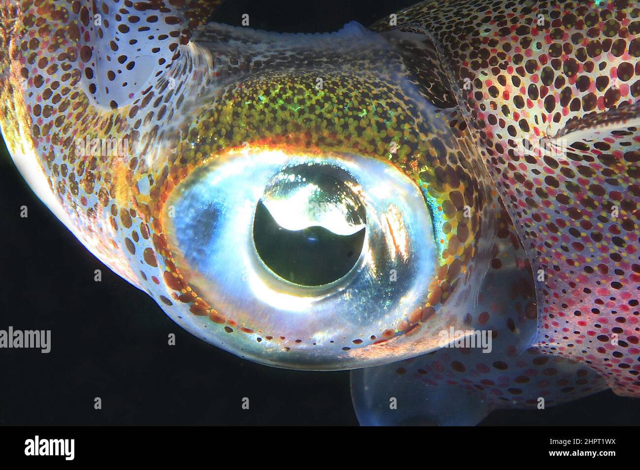 Eye of a Calamari ,Tropical Fish eyes , philippines ,Asia Stock Photo