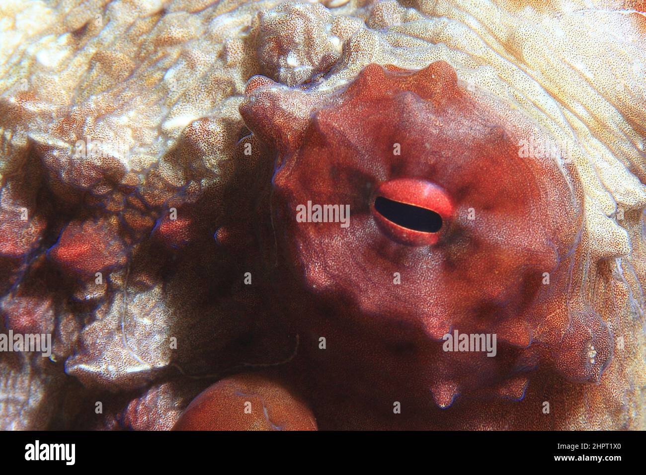 Eye of a Octopus ,Tropical Fish eyes , philippines ,Asia Stock Photo