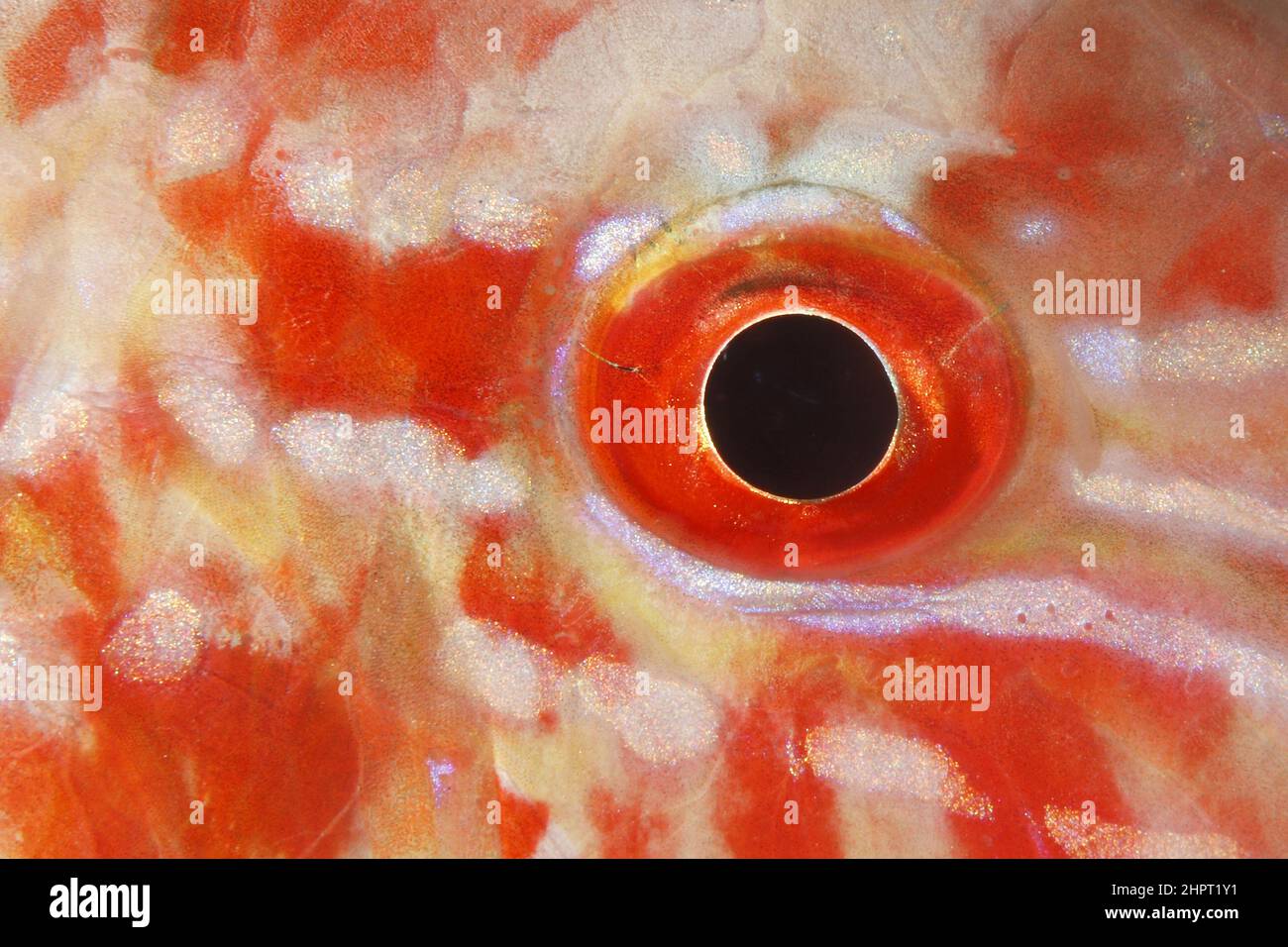 Eye of a red Mullet ,Tropical Fish eyes , philippines ,Asia Stock Photo