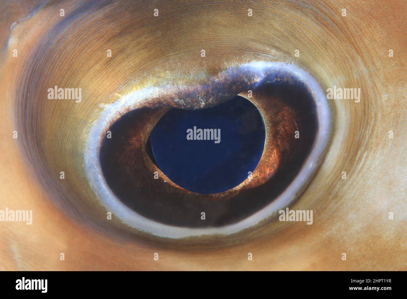 Eye of a Porcupine fish,Tropical Fish eyes , philippines ,Asia Stock