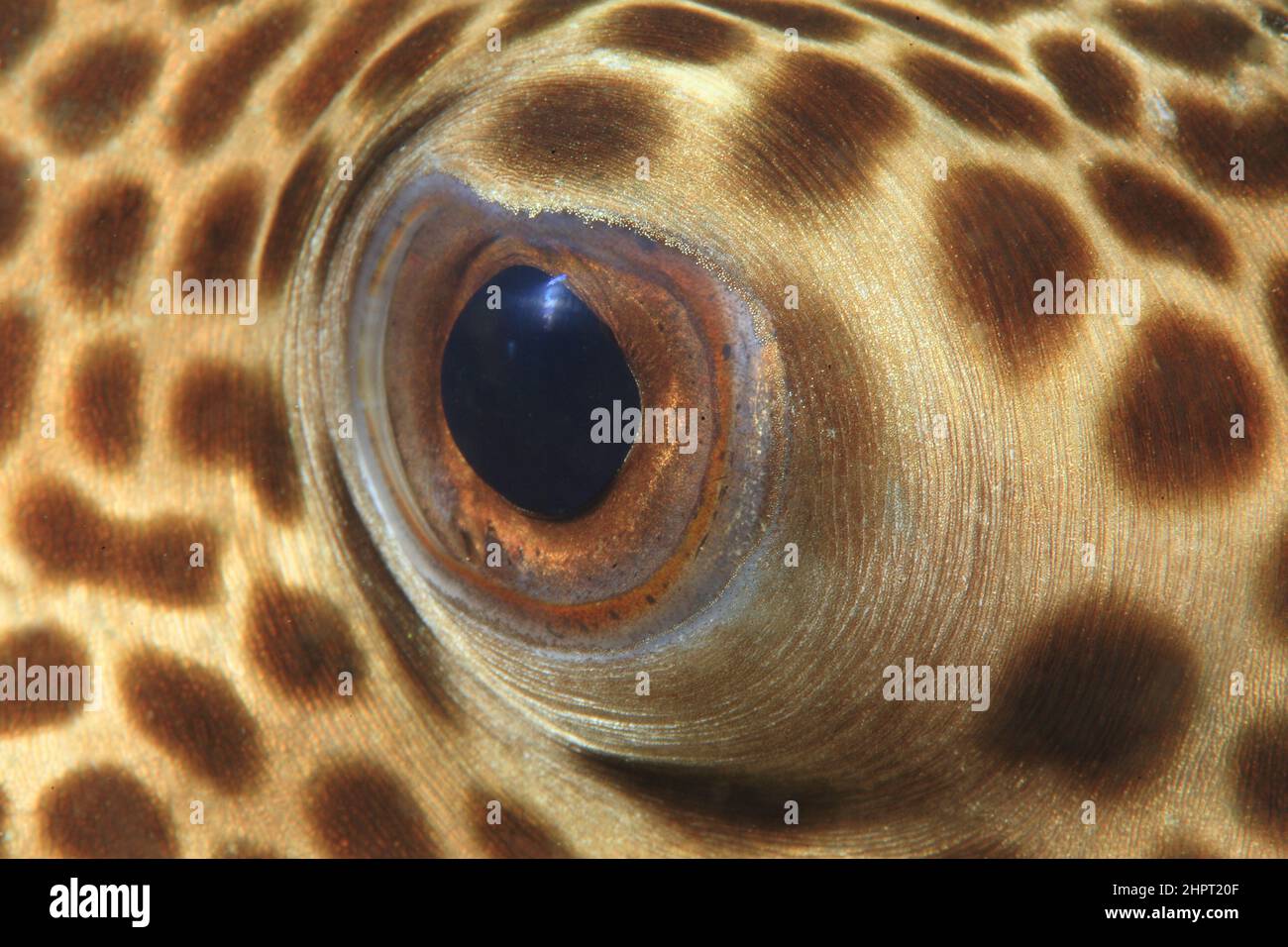 Scuba diver with puffer fish hires stock photography and images Alamy