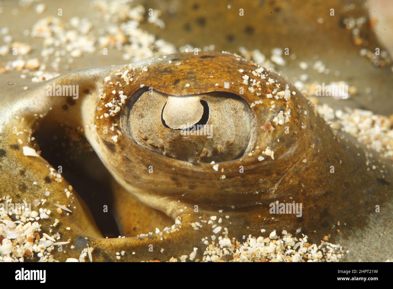 Eye of a Stingray ,Tropical Fish eyes , philippines ,Asia Stock Photo