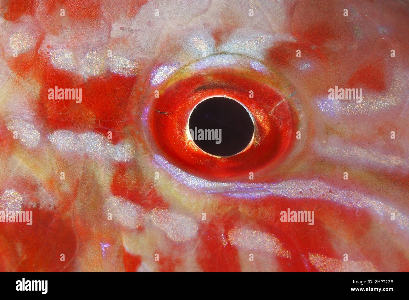 Eye of a red Mullet ,Tropical Fish eyes , philippines ,Asia Stock Photo