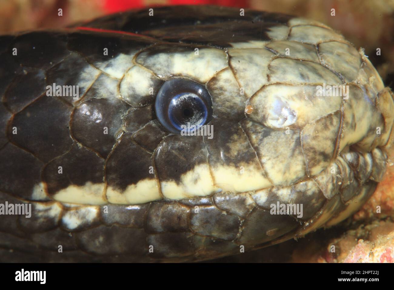 Water cobra ,Tropical Fish eyes , philippines ,Asia Stock Photo