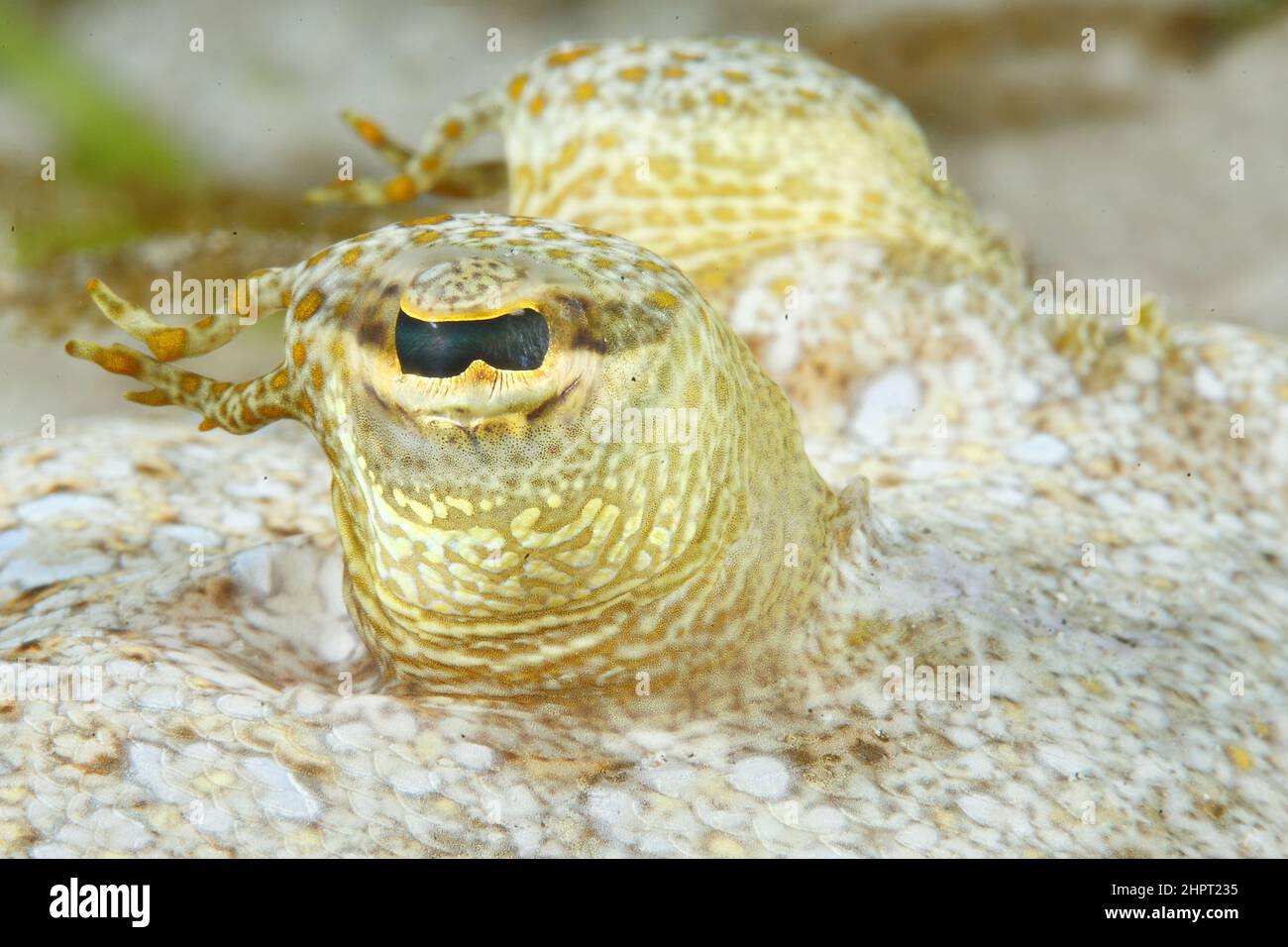 Eye of a common Sole ,Tropical Fish eyes , philippines ,Asia Stock