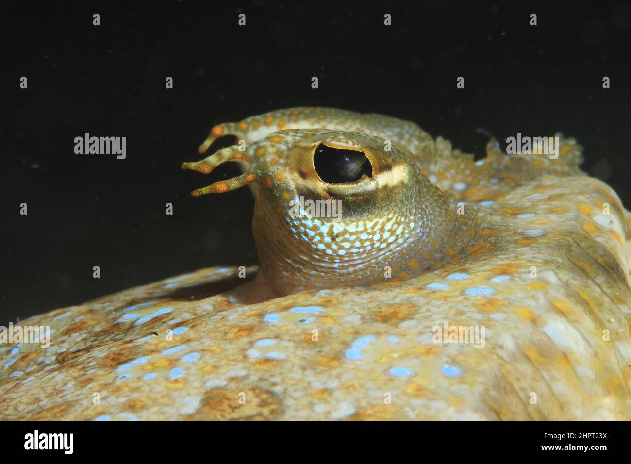 Eye of a common Sole ,Tropical Fish eyes , philippines ,Asia Stock Photo