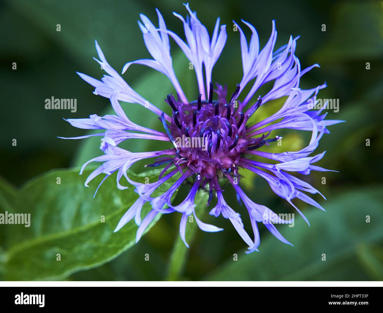 Closeup of purple bachelor's button, cornflower. Stock Photo