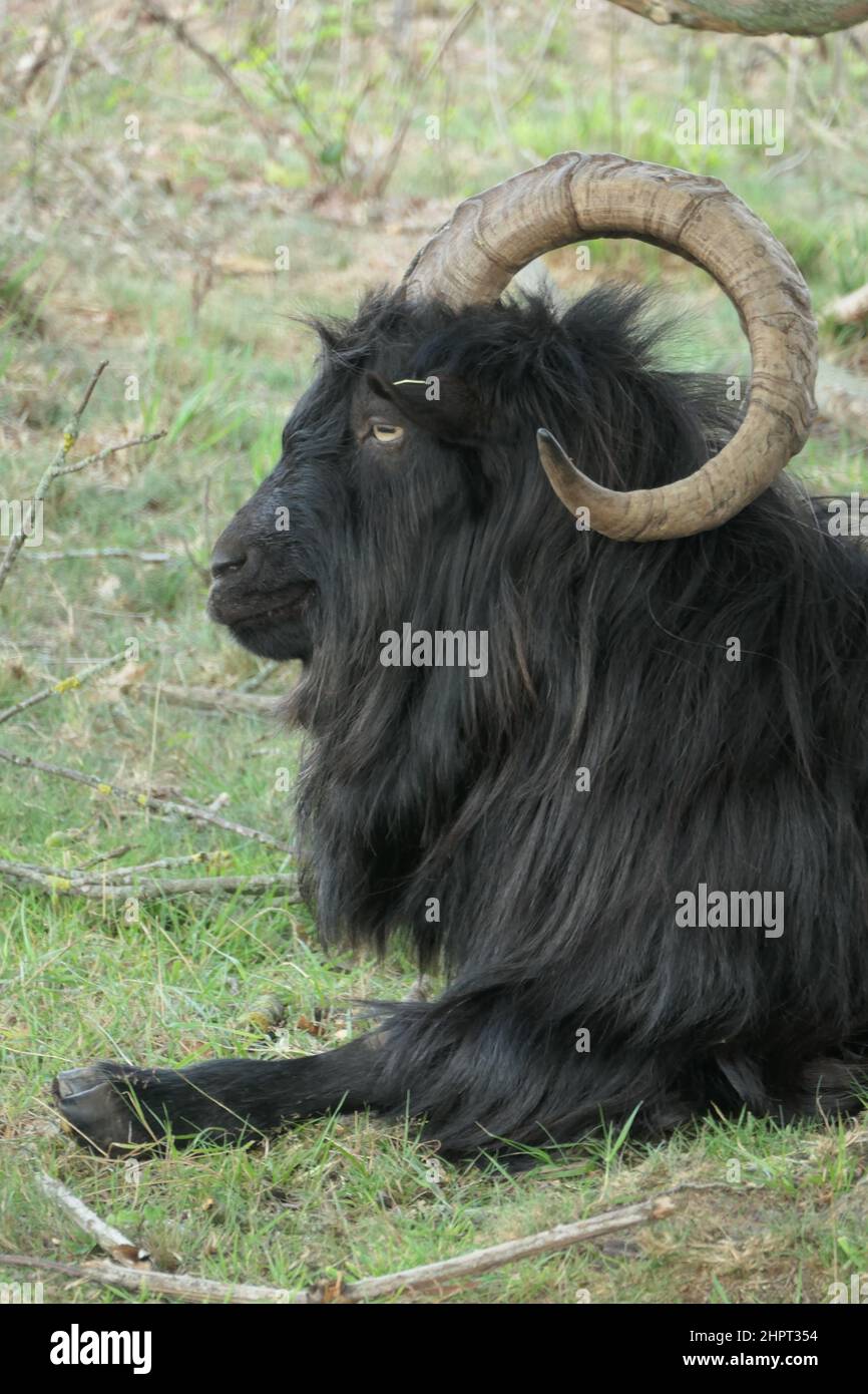 The head of a Black longhaired land goat with curled horns. Seen from the side Stock Photo Alamy