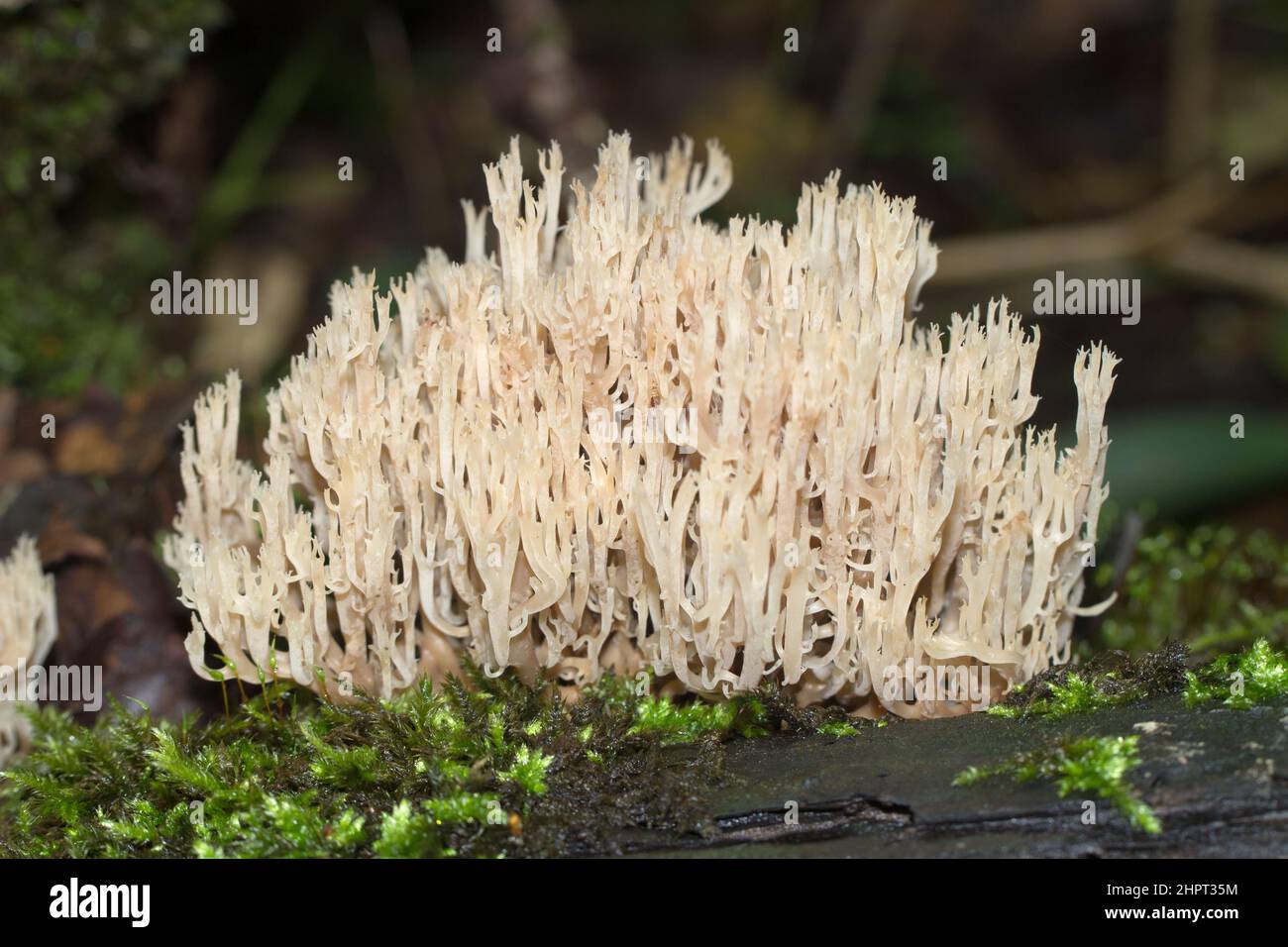Conditionally edible mushroom horned comb, genus clavulina. Mushroom