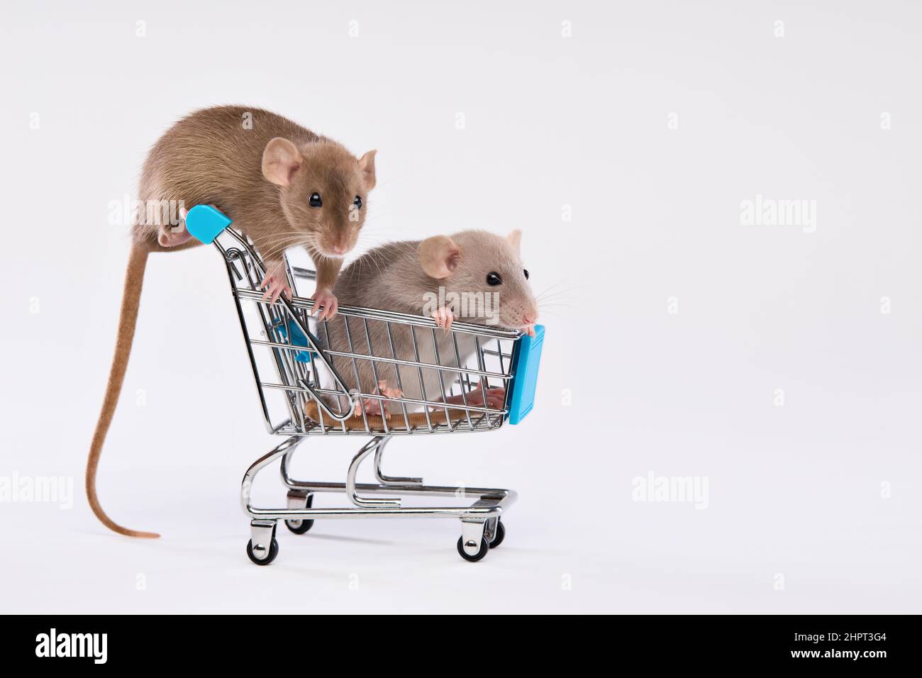 Pets. Two doPets. Two domestic rats with a cart from a supermarket on a light background. High quality photo Stock Photo