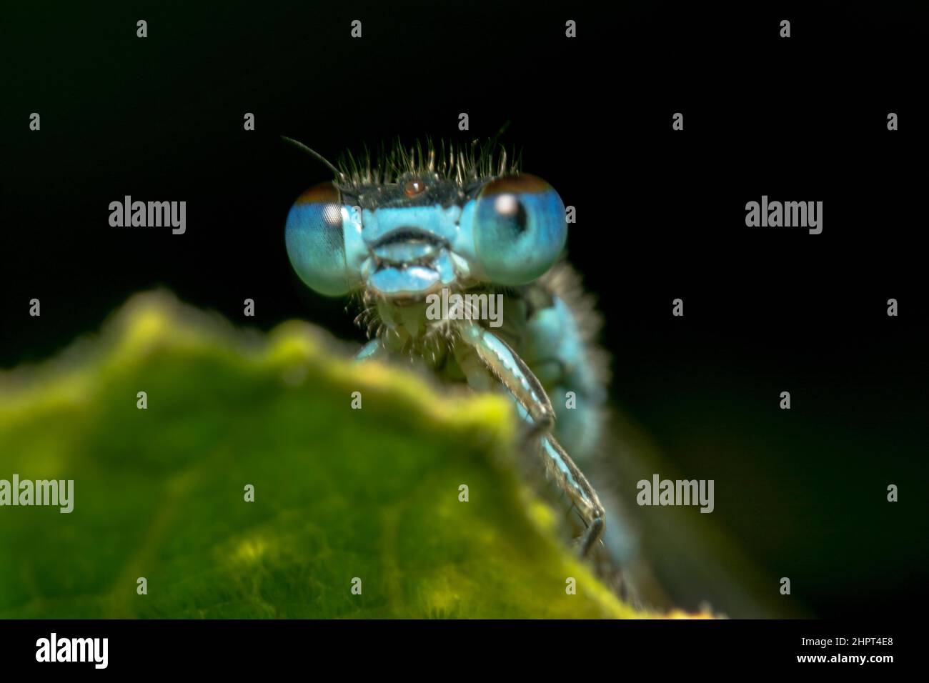 Blue damselfly peeking out of a leaf and posing for camera Stock Photo ...