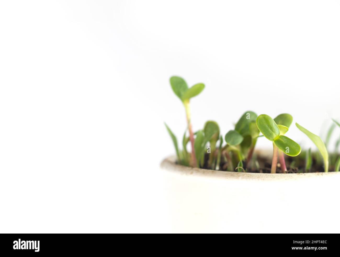 Young green seedling growing in pot on white background. Space for text Stock Photo