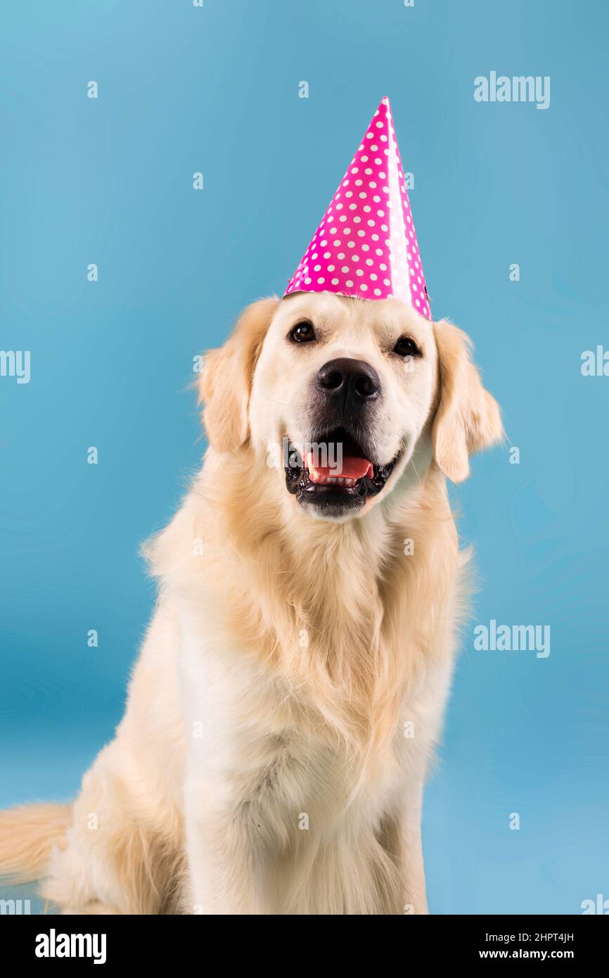 Birthday hat funny golden retriever dog in golden party hat hi-res stock  photography and images - Alamy