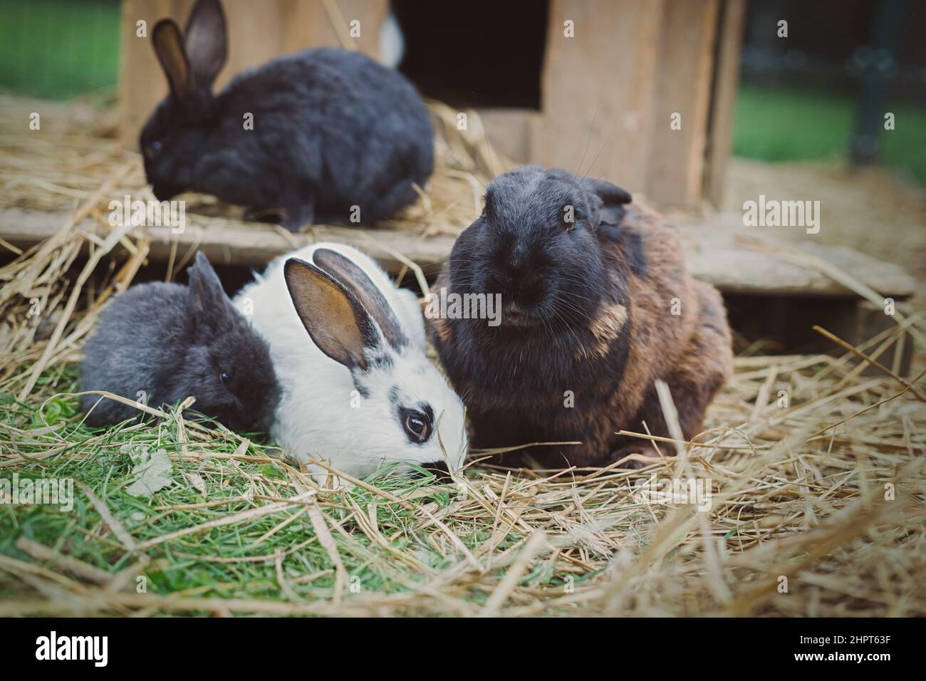Family of rabbit eating hay outdoors Stock Photo Alamy