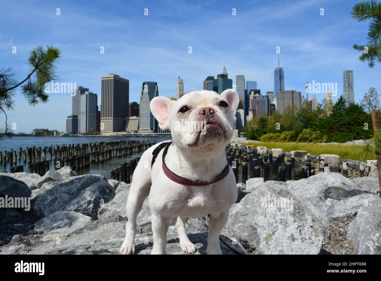 French bulldog in Brooklyn Bridge Park with a view of the Lower Manhattan skyline. Stock Photo