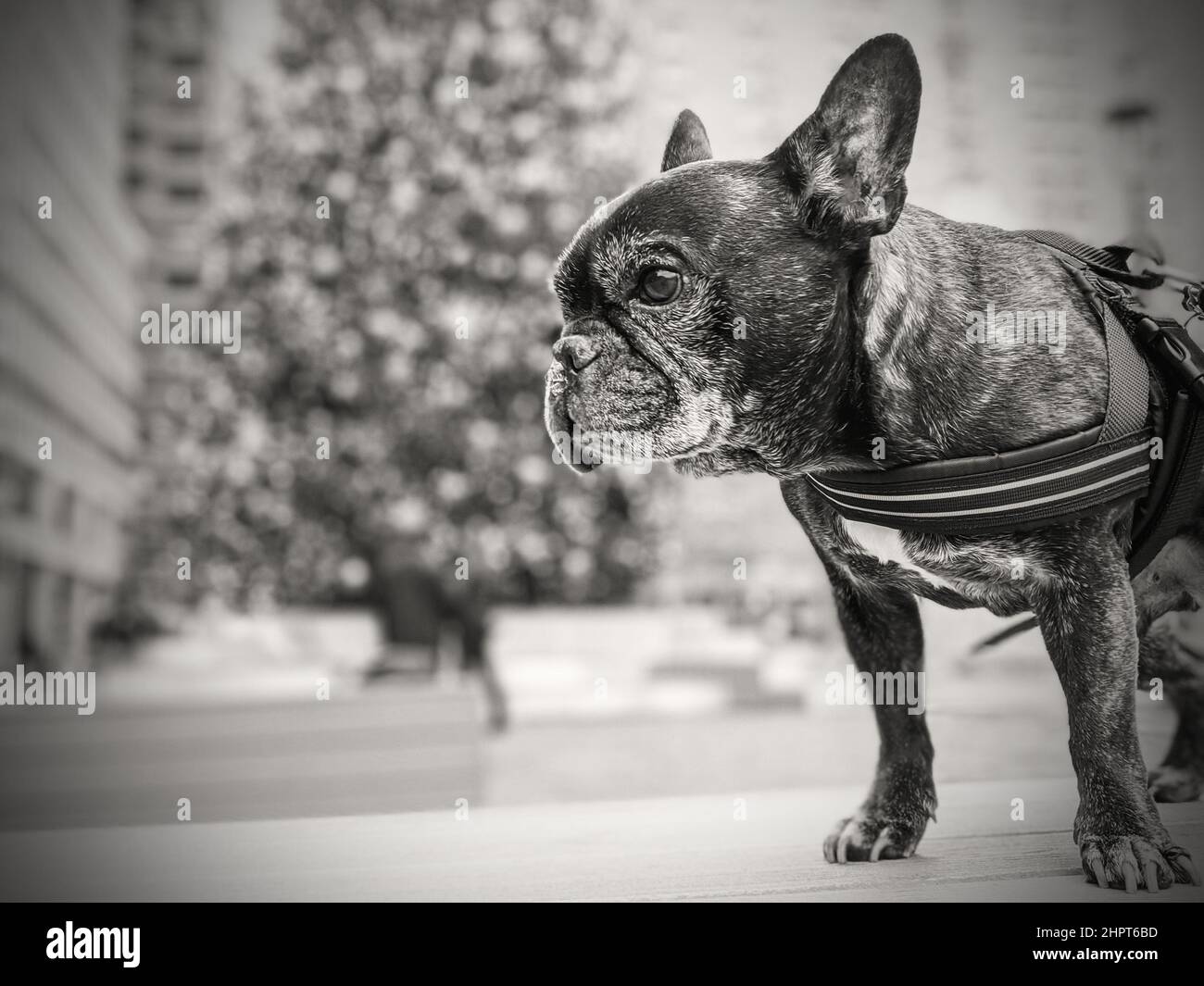 French bulldog with a Christmas Tree in the background at the South Street Seaport in Lower Manhattan. Stock Photo