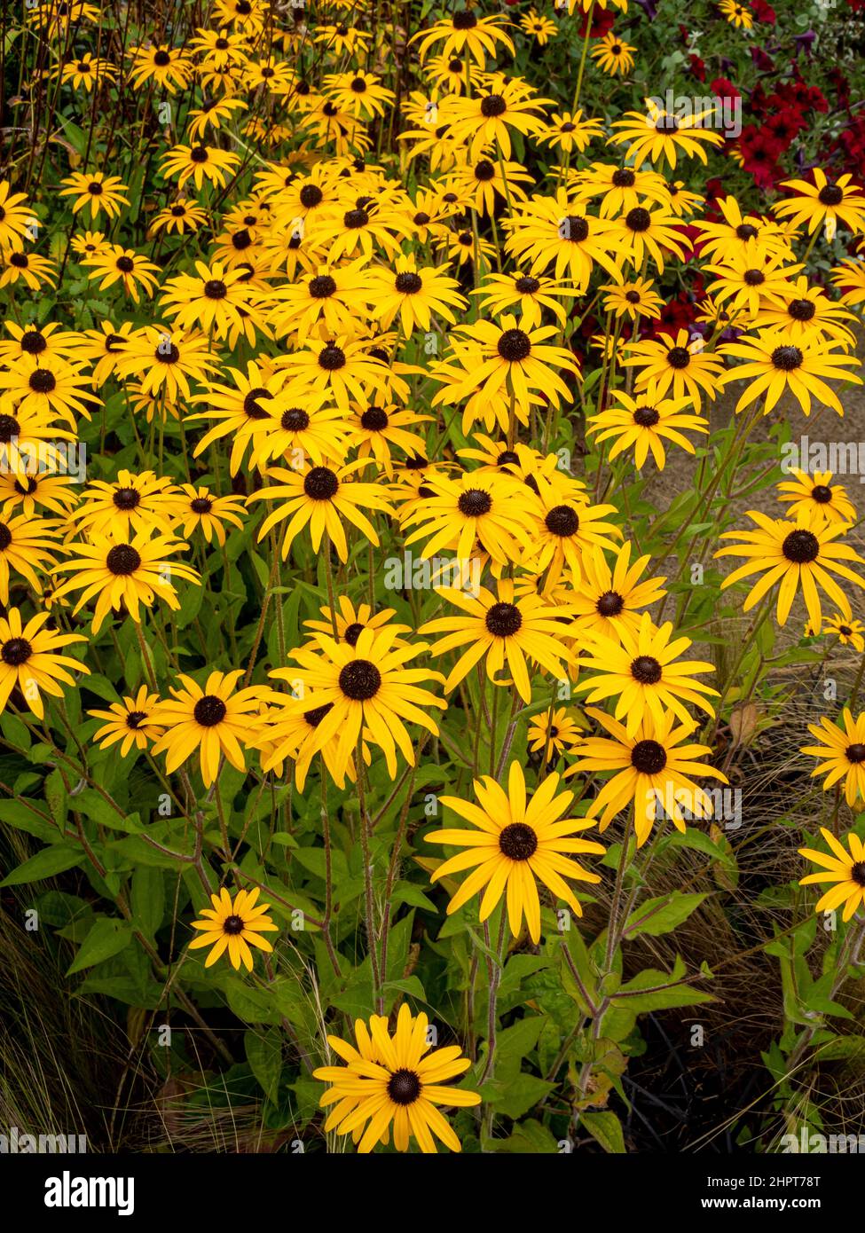 Rudbeckia Goldsturm commonly know as Black Eyed Susan growing in a UK garden. Stock Photo