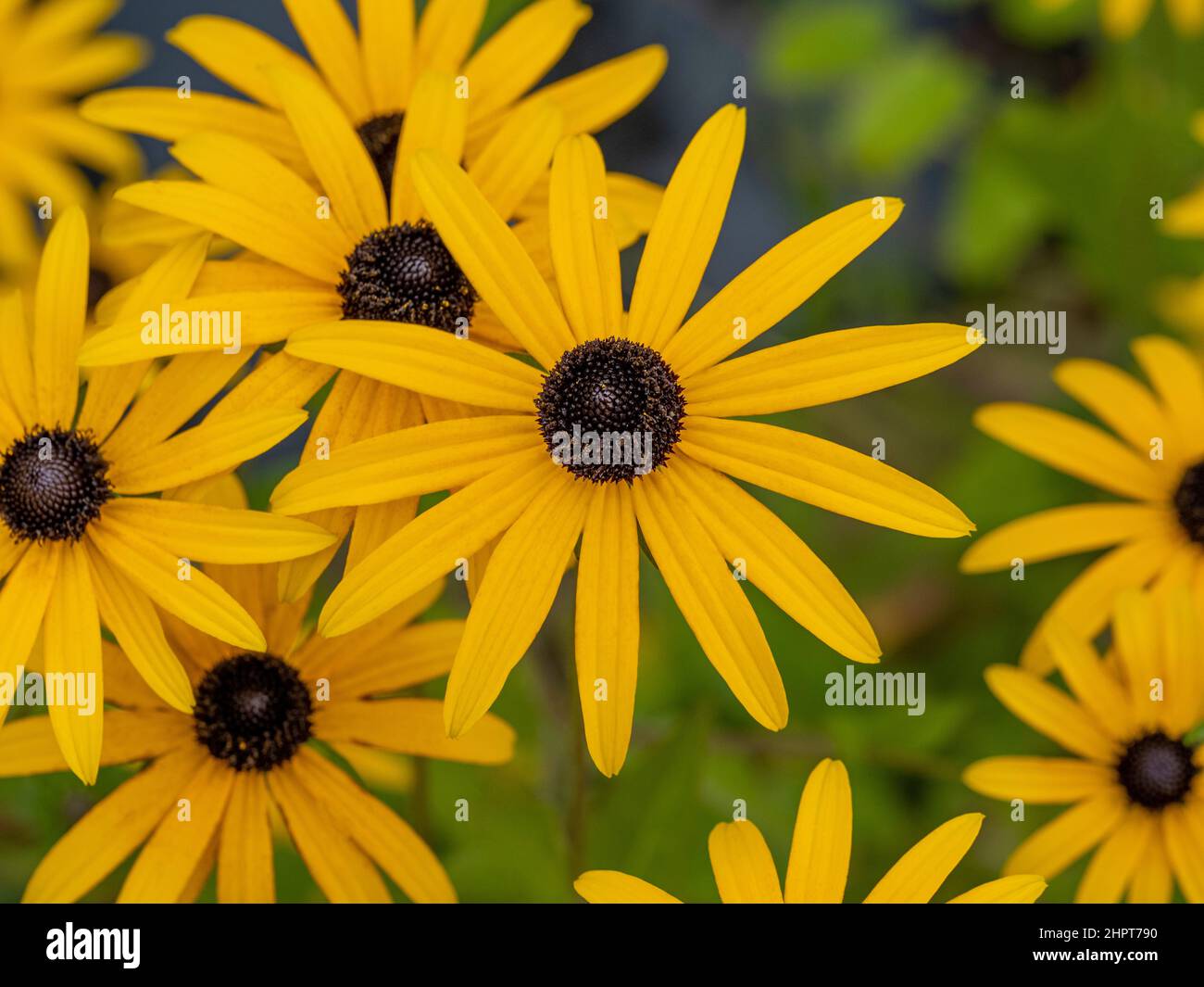 Rudbeckia Goldsturm commonly know as Black Eyed Susan growing in a UK garden. Stock Photo