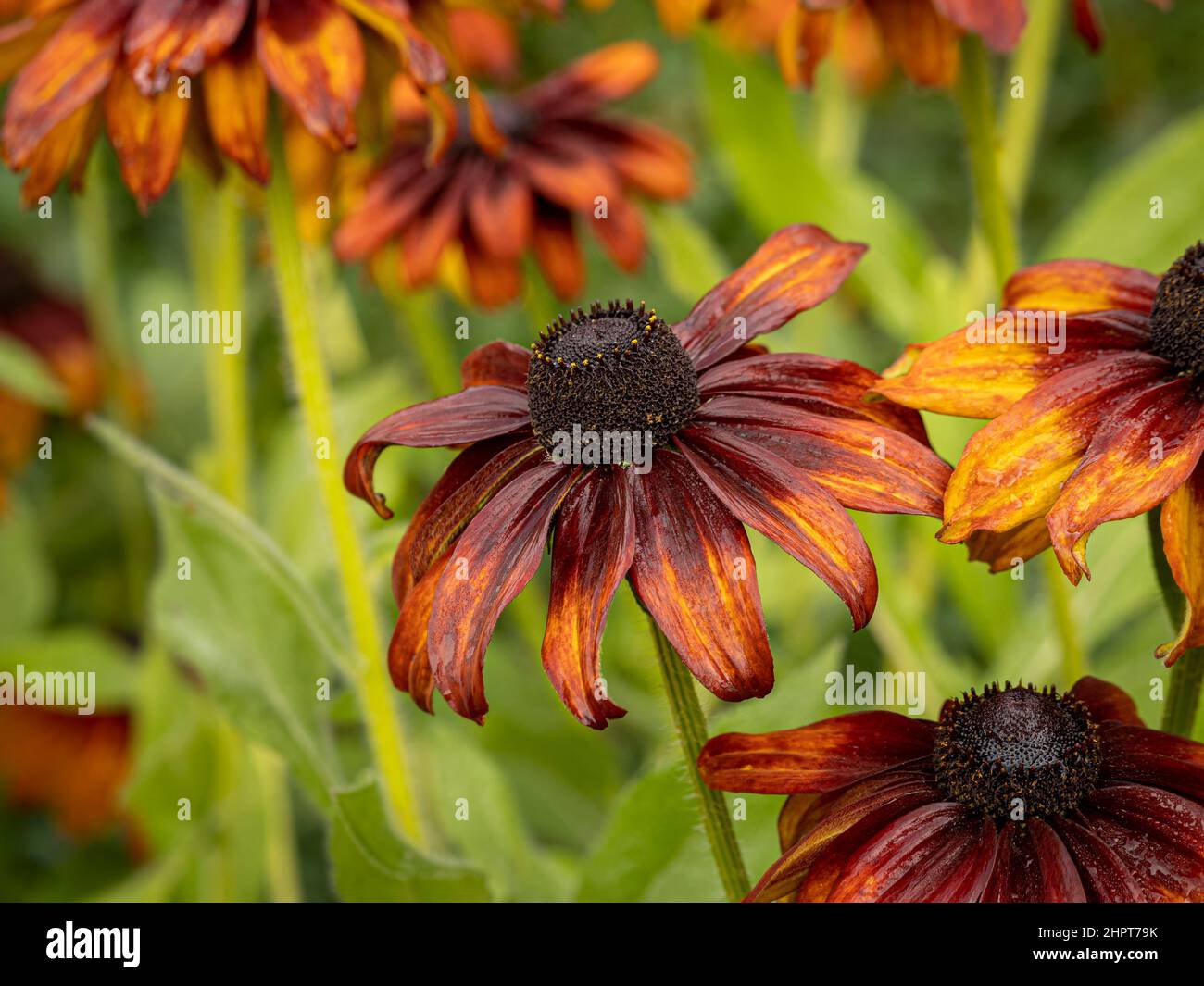 Red and orange cone in use hi-res stock photography and images - Alamy