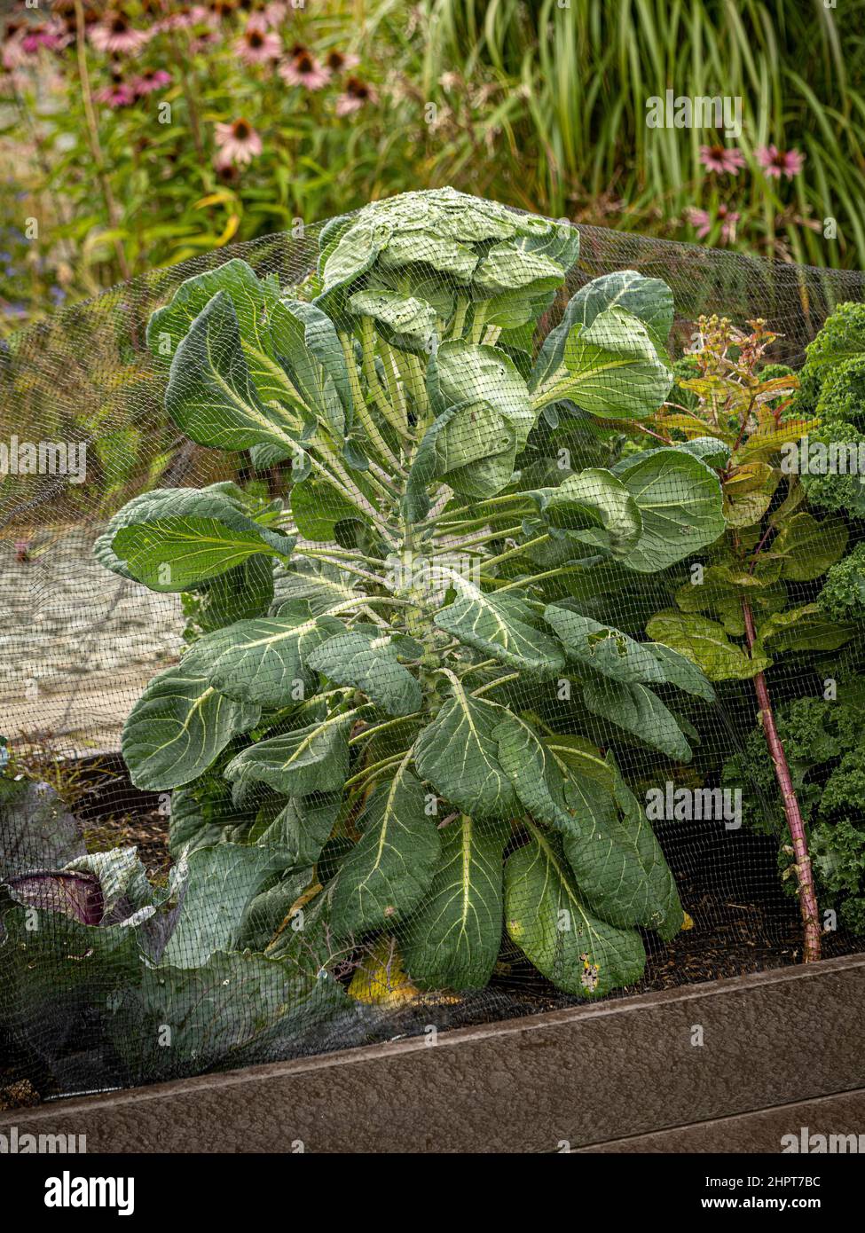 Brussels sprouts growing under black netting to protect them from slug and snail attack. Stock Photo