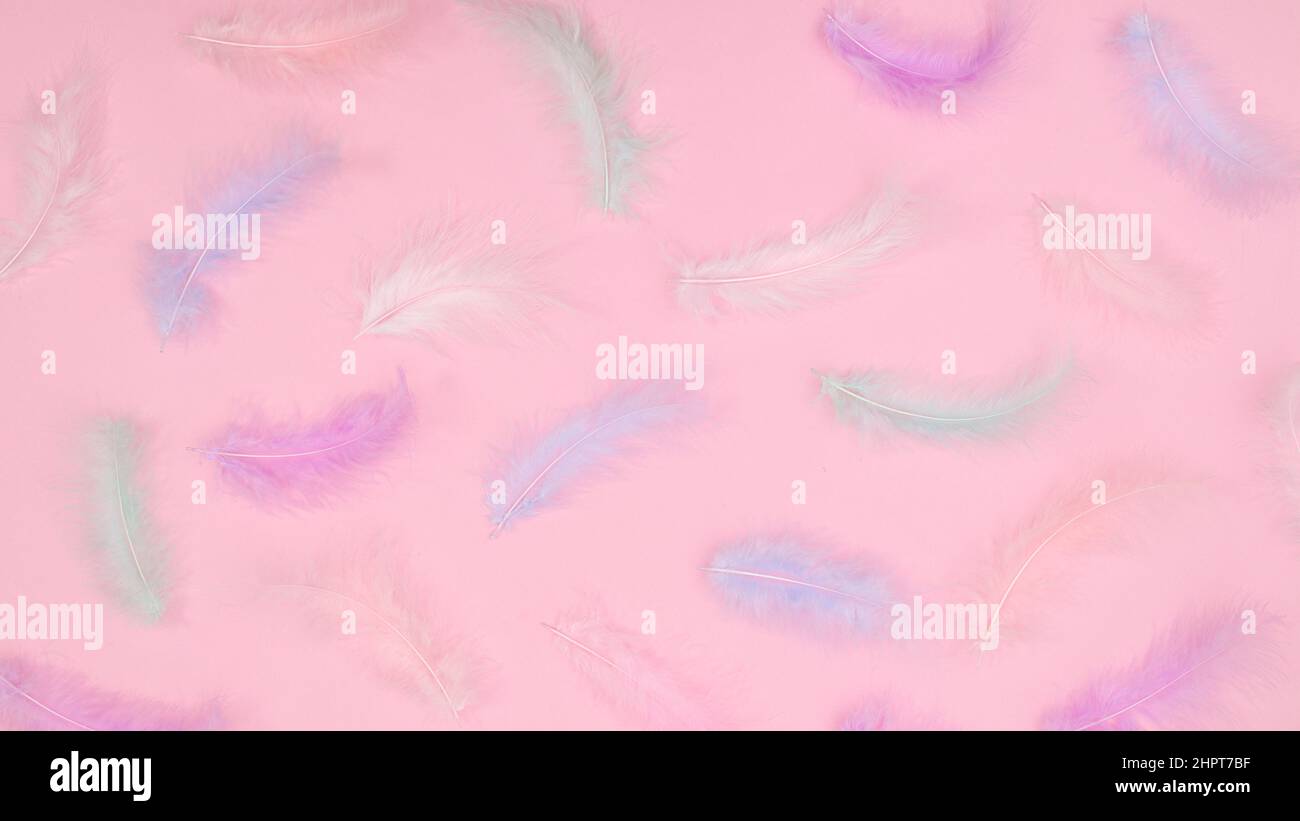 Creative Easter pattern with elegant feathers on pastel bright pink background. Flat lay minimal. Spring holidays concept Stock Photo