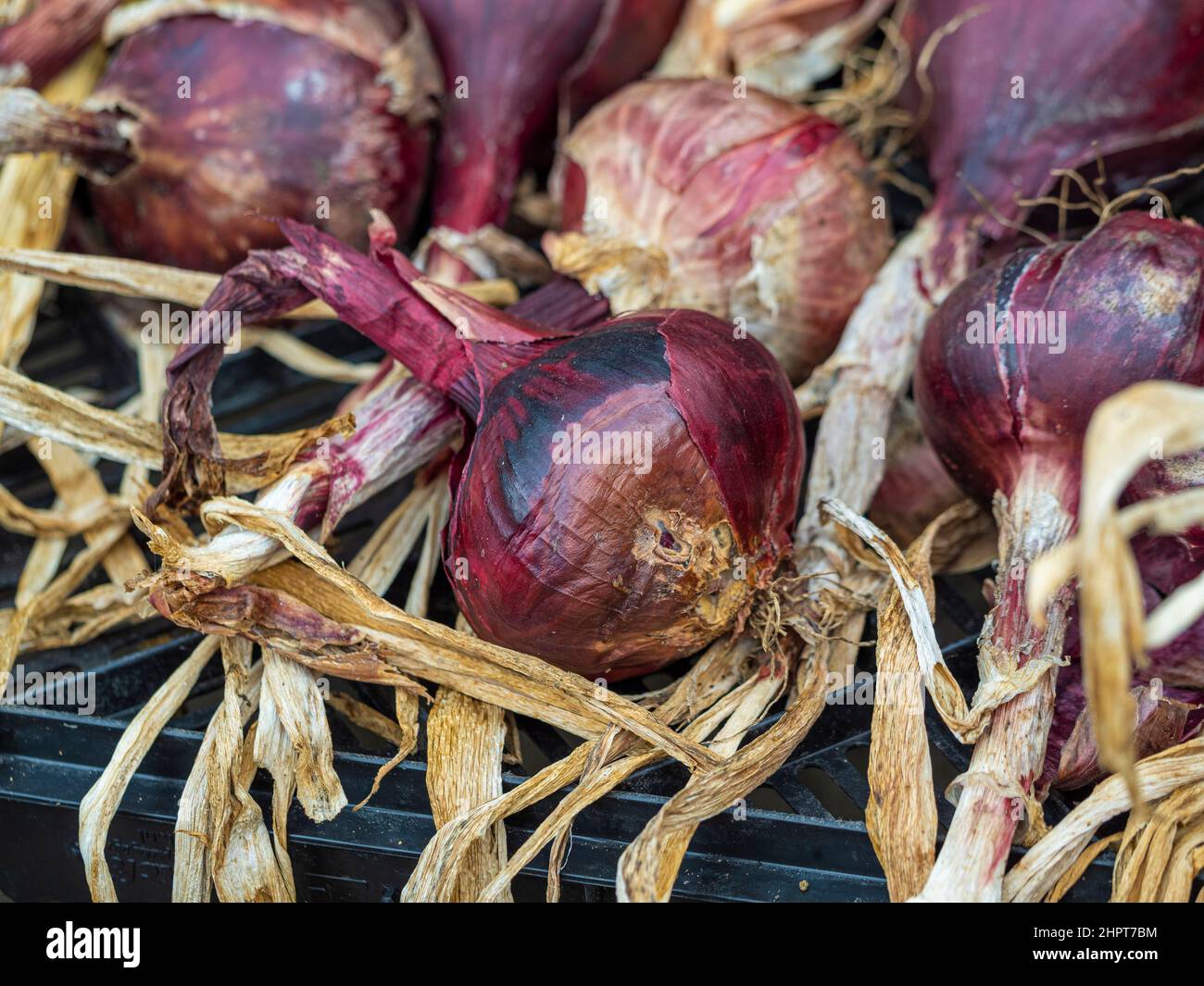 Harvested red onions drying in a UK garden ready for storage Stock