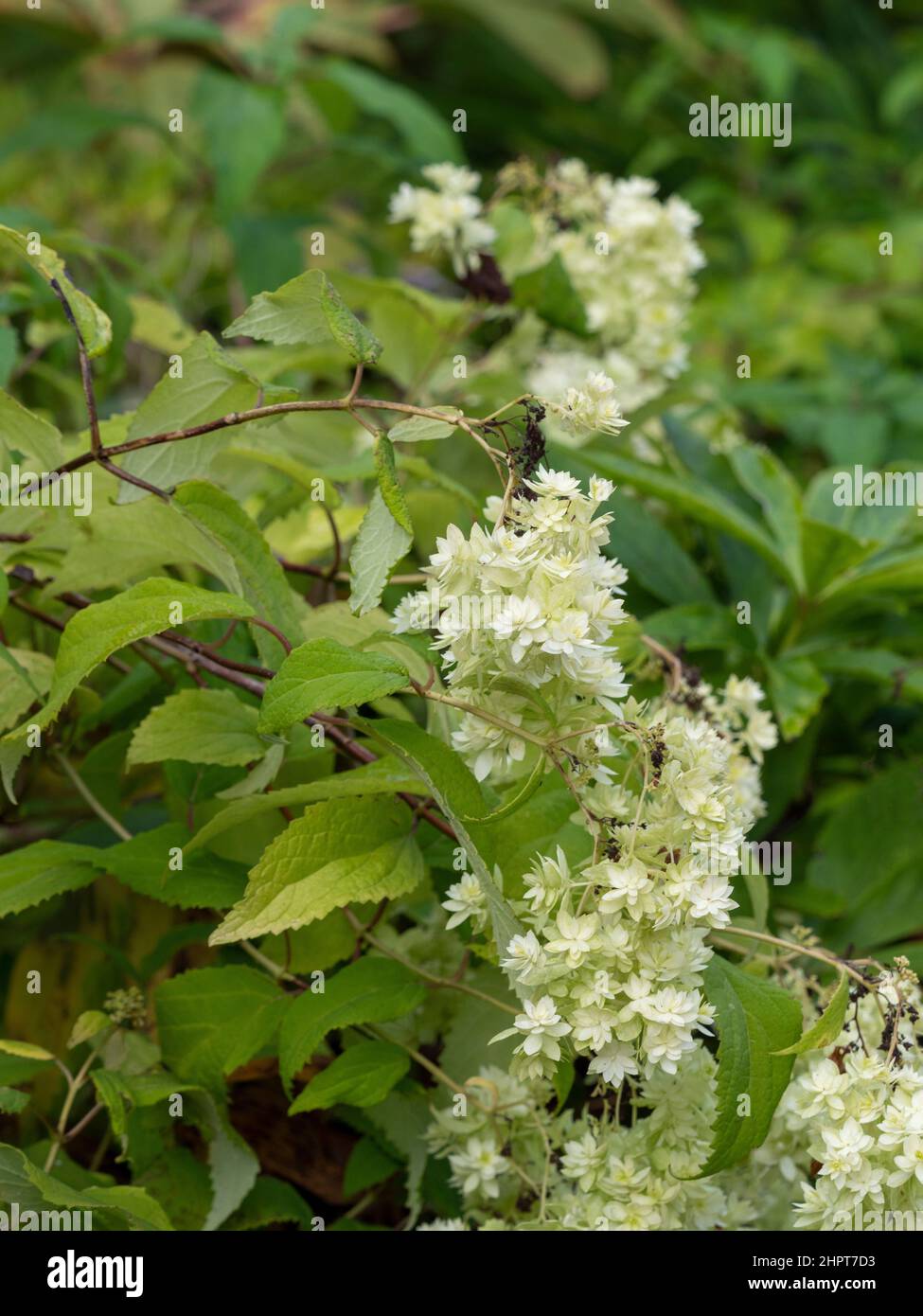 White flowerheads of Hydrangea arborescens 'Hayes Starburst' growing in a UK garden. Stock Photo