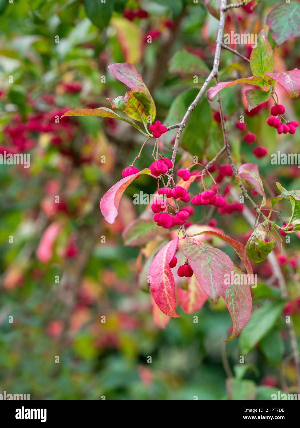 Closeup Euonymus europaeus 'Red Cascade' bearing fruit, growing in a UK garden. Stock Photo