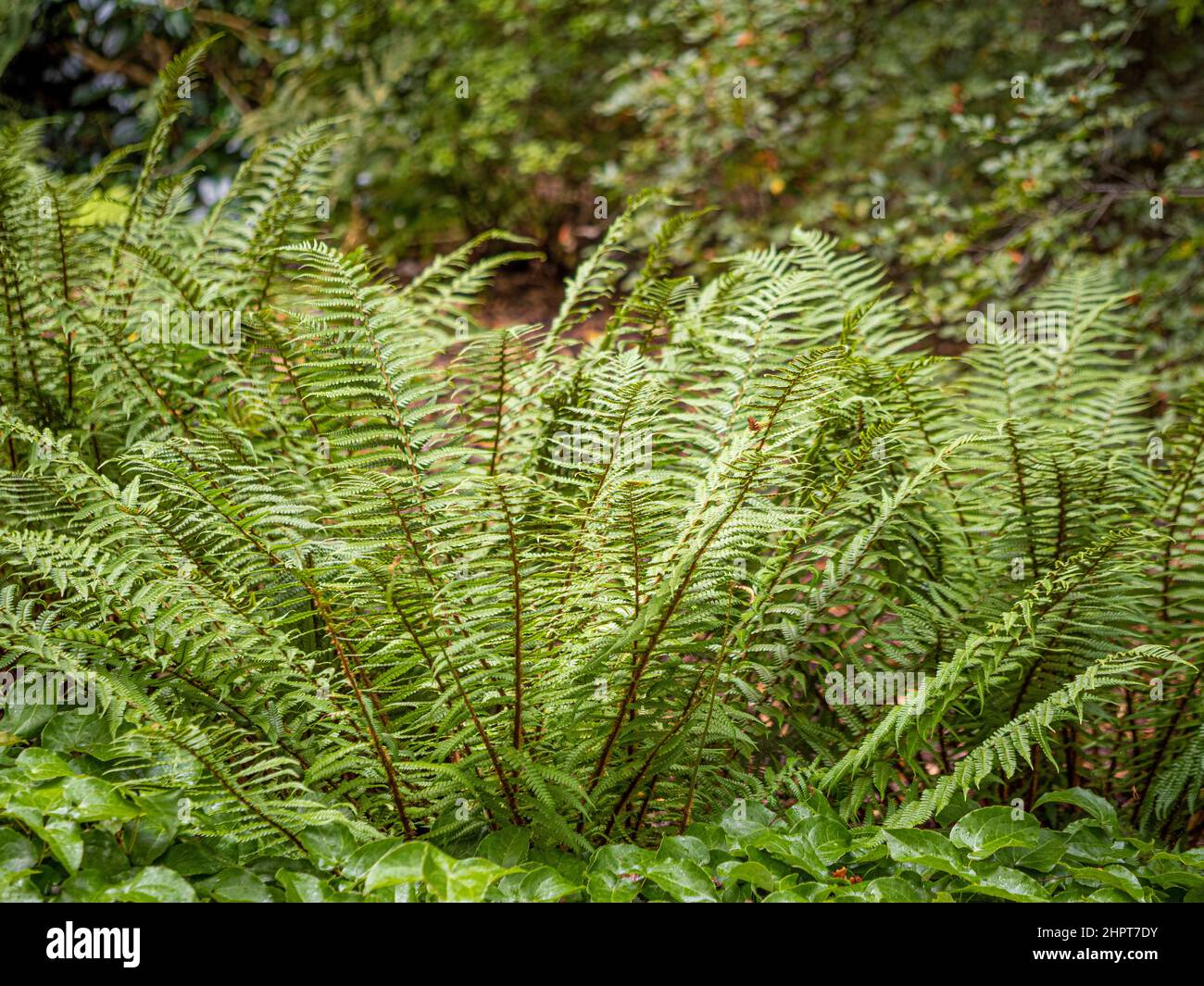 Shuttlecock fern, Matteuccia struthiopteris growing in a UK woodland. Stock Photo
