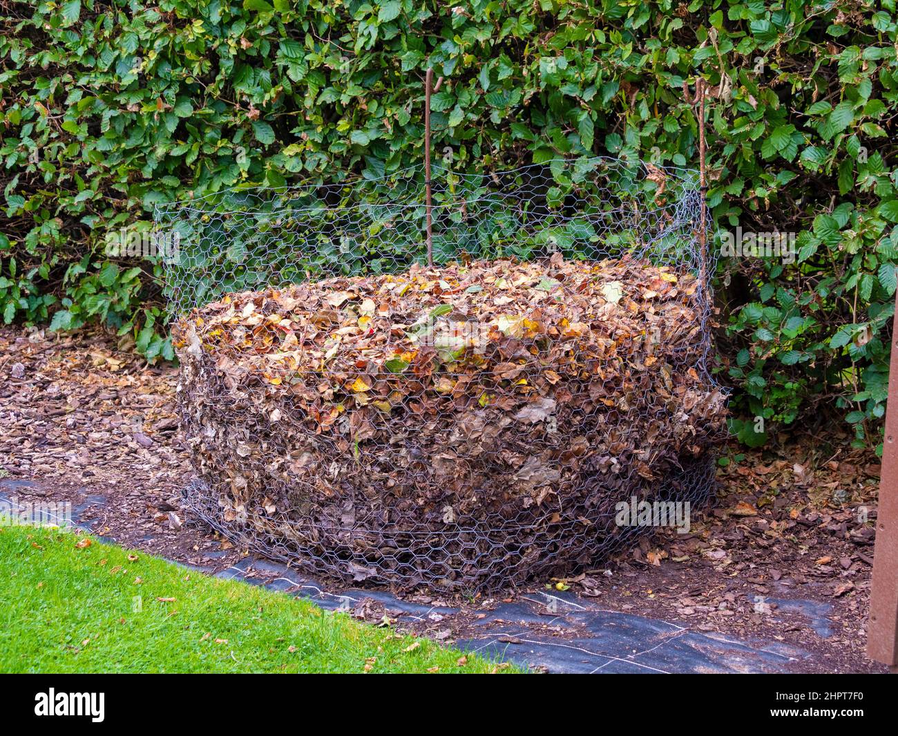 Homemade chicken wire compost bin containing leaves for making leaf mould. Stock Photo