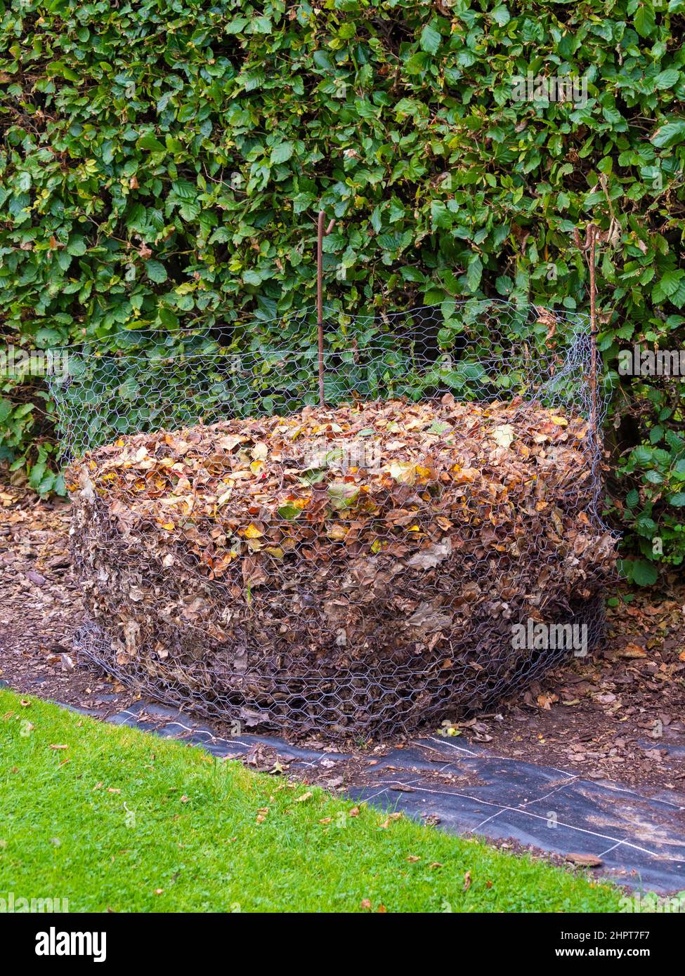 Homemade chicken wire compost bin containing leaves for making leaf mould. Stock Photo
