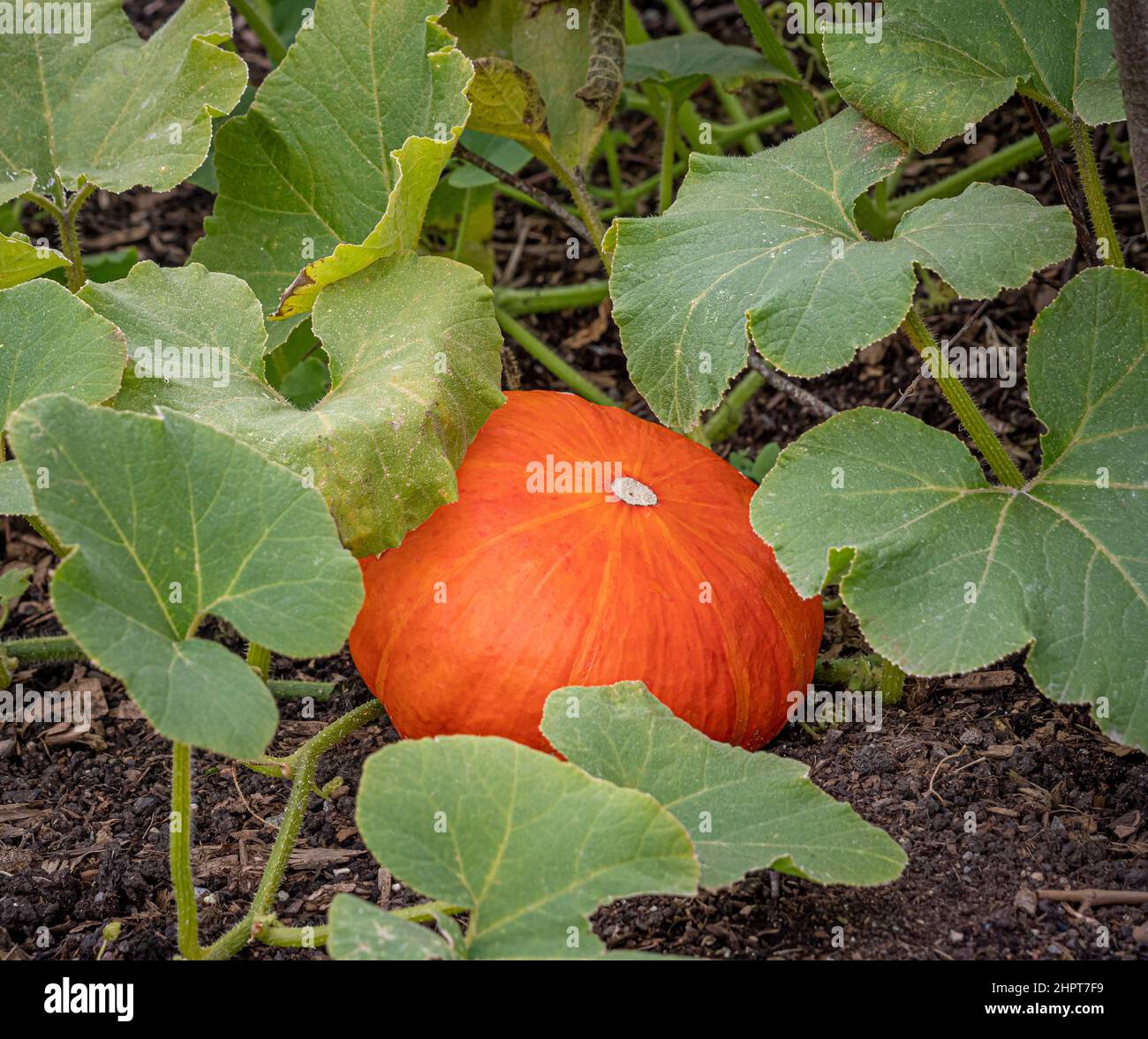 Pumpkin growing in a UK garden. Stock Photo