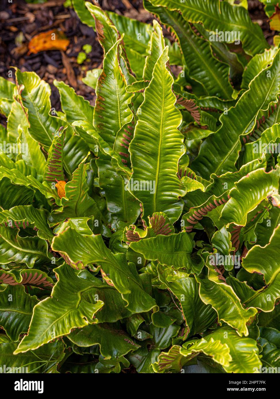 Asplenium scolopendrium commonly called hart's tongue fern growing in a UK garden. Stock Photo