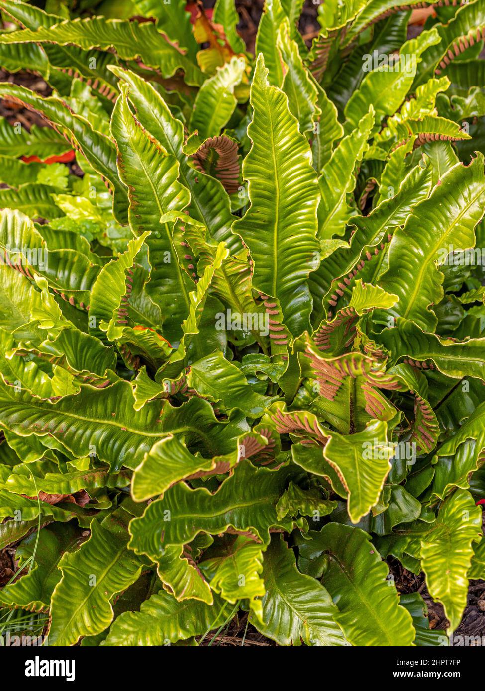 Asplenium scolopendrium commonly called hart's tongue fern growing in a UK garden. Stock Photo