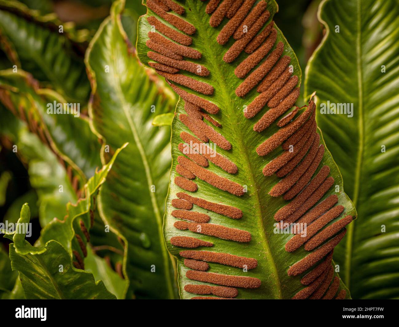 Closeup of spores on under side of Asplenium scolopendrium fronds. The plant is commonly called hart's tongue fern. Stock Photo