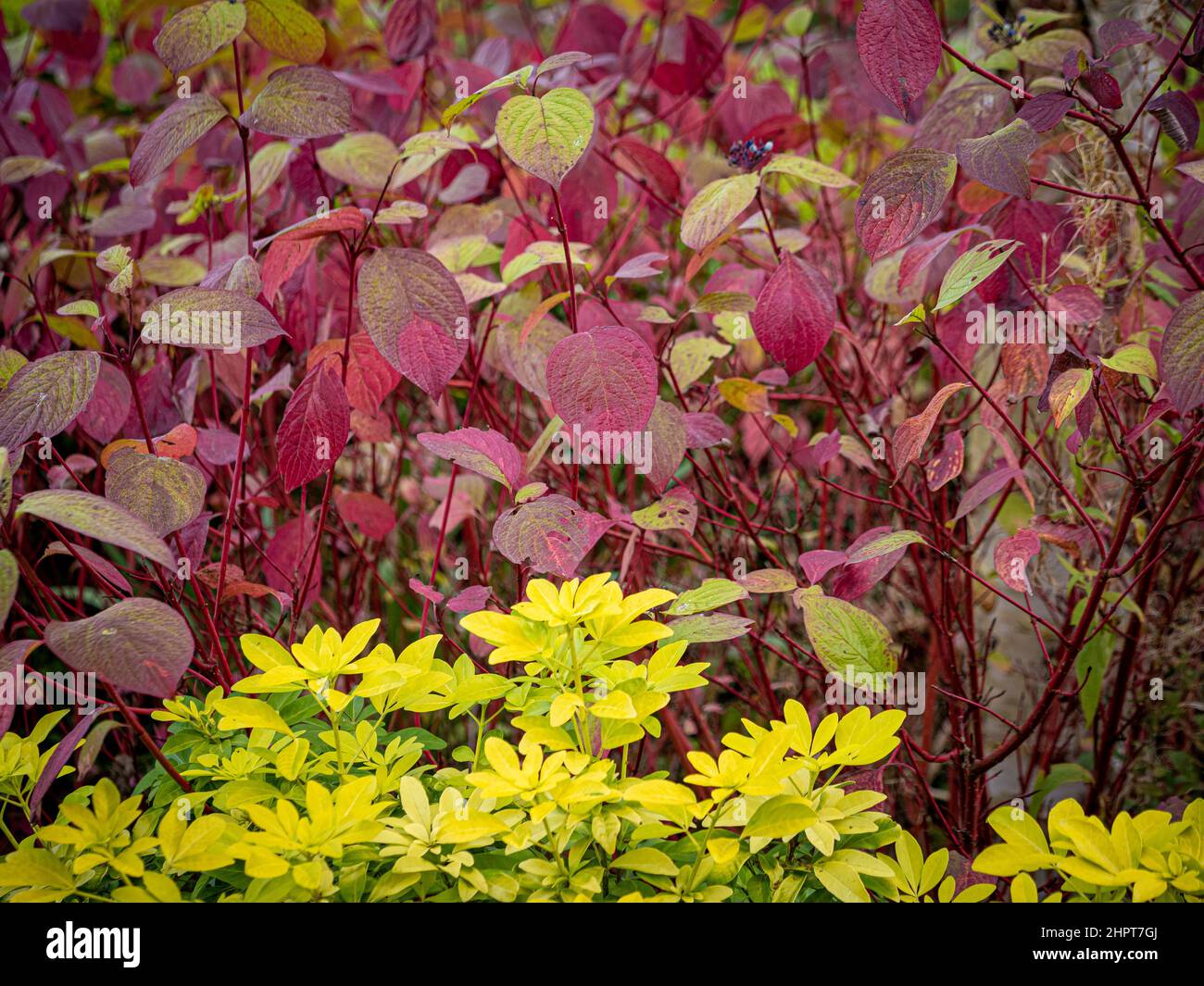 Choisya ternata 'Sundance' with the red leaves of Cornus Alba behind. Stock Photo