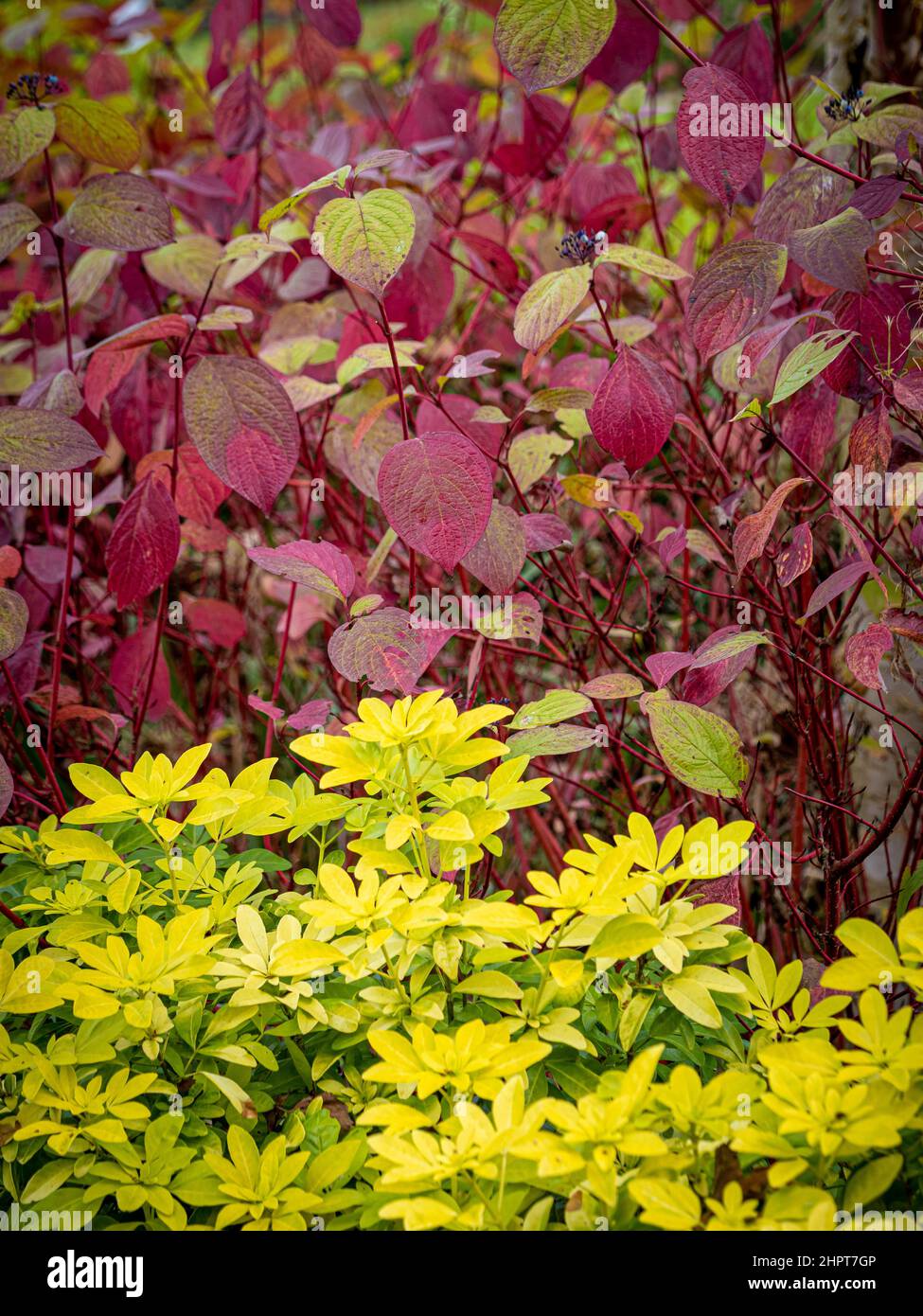 Choisya ternata 'Sundance' with the red leaves of Cornus Alba behind. Stock Photo
