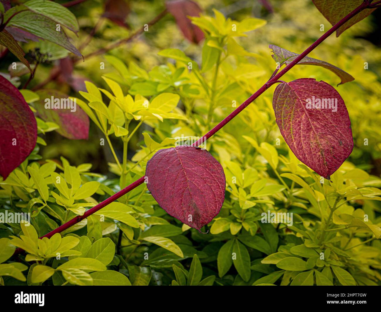 Red leaves of Cornus Alba with the yellow leaved Choisya ternata 'Sundance' behind. Stock Photo